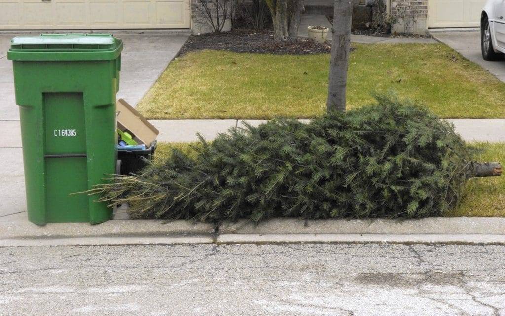 recycle christmas tree 1024x641