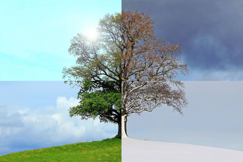 A graphic of a tree in all four seasons, one of which might be the best time to sell your home in San Francisco!