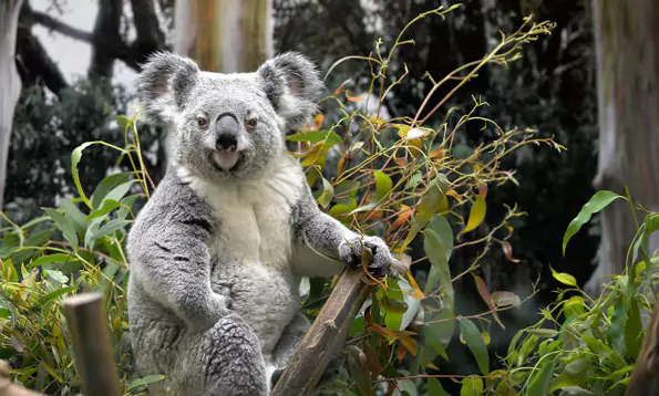 Picture of Koala in Trees at San Francisco Zoo
