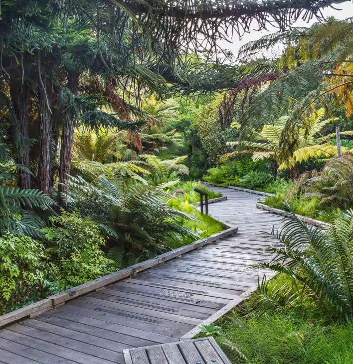 Wood Boardwalk Path Surrounding by Lush Greenery and Trees at the San Francisco Botanical Garden