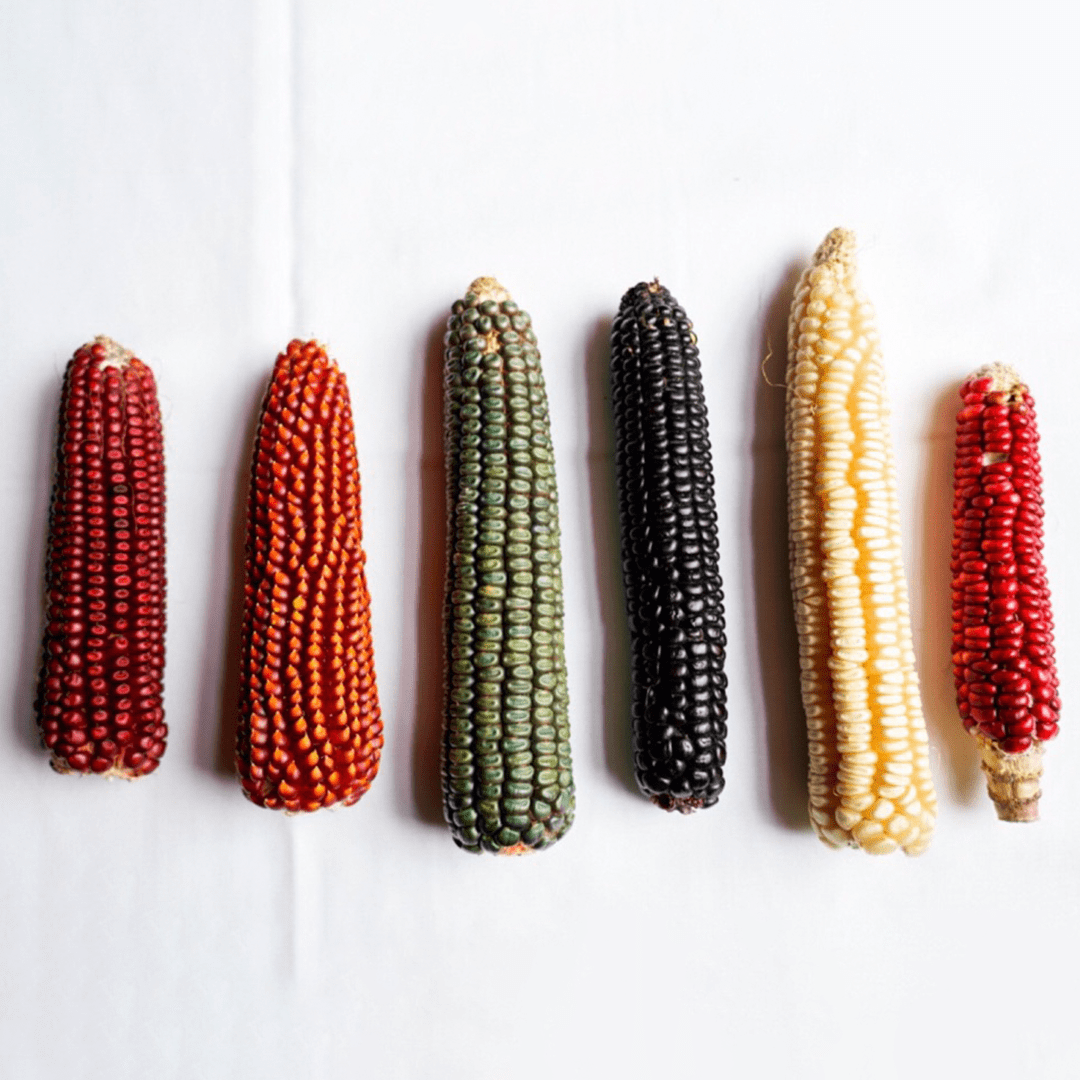 Six Different Types of Ears of Corn Against A White Tablecloth