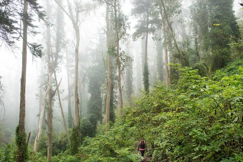 Towering trees and green vegetation growth alongside trail at Mount Sutro Open Space Reserve with hiker walking on a foggy day