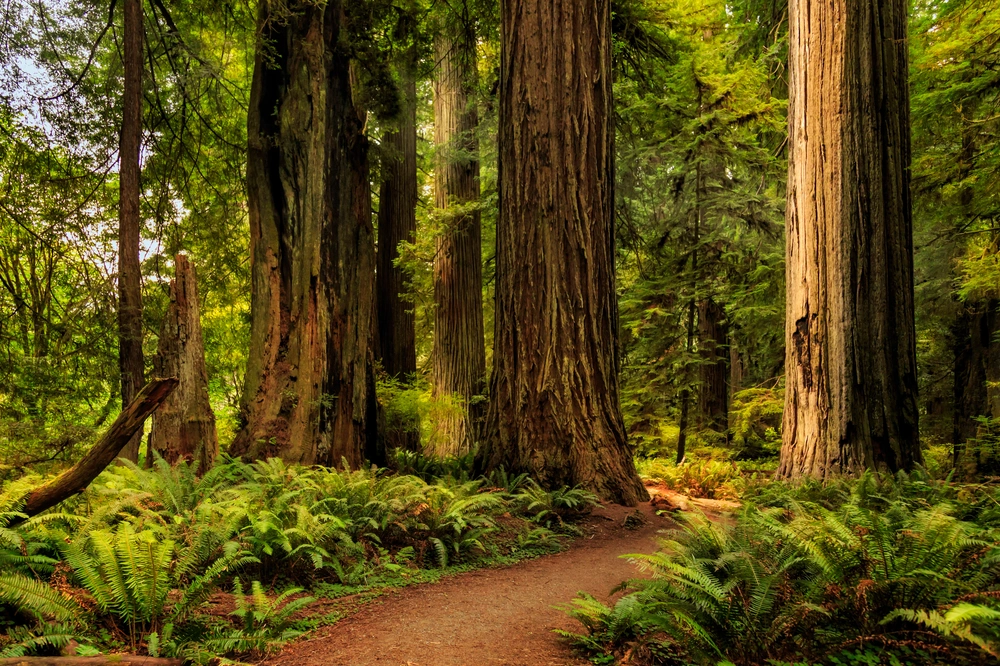 Dirt Walking Trail through redwood trees forest