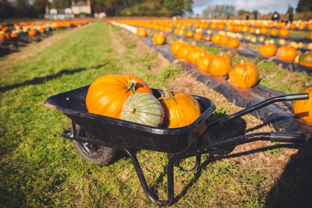 fall pumpkin patch and things to do in the san francisco area for vivre real estate danielle lazier