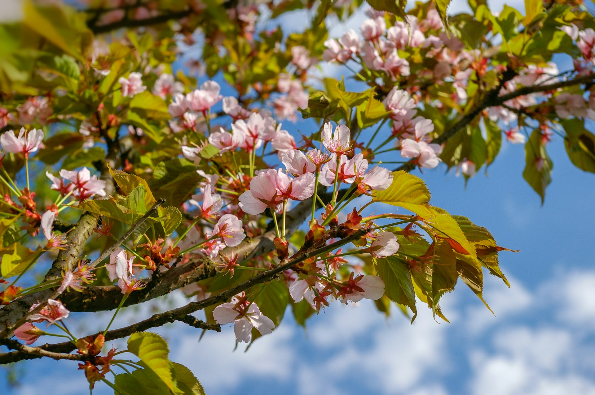 2025 Spring Events in Mission Dolores You Can’t Miss