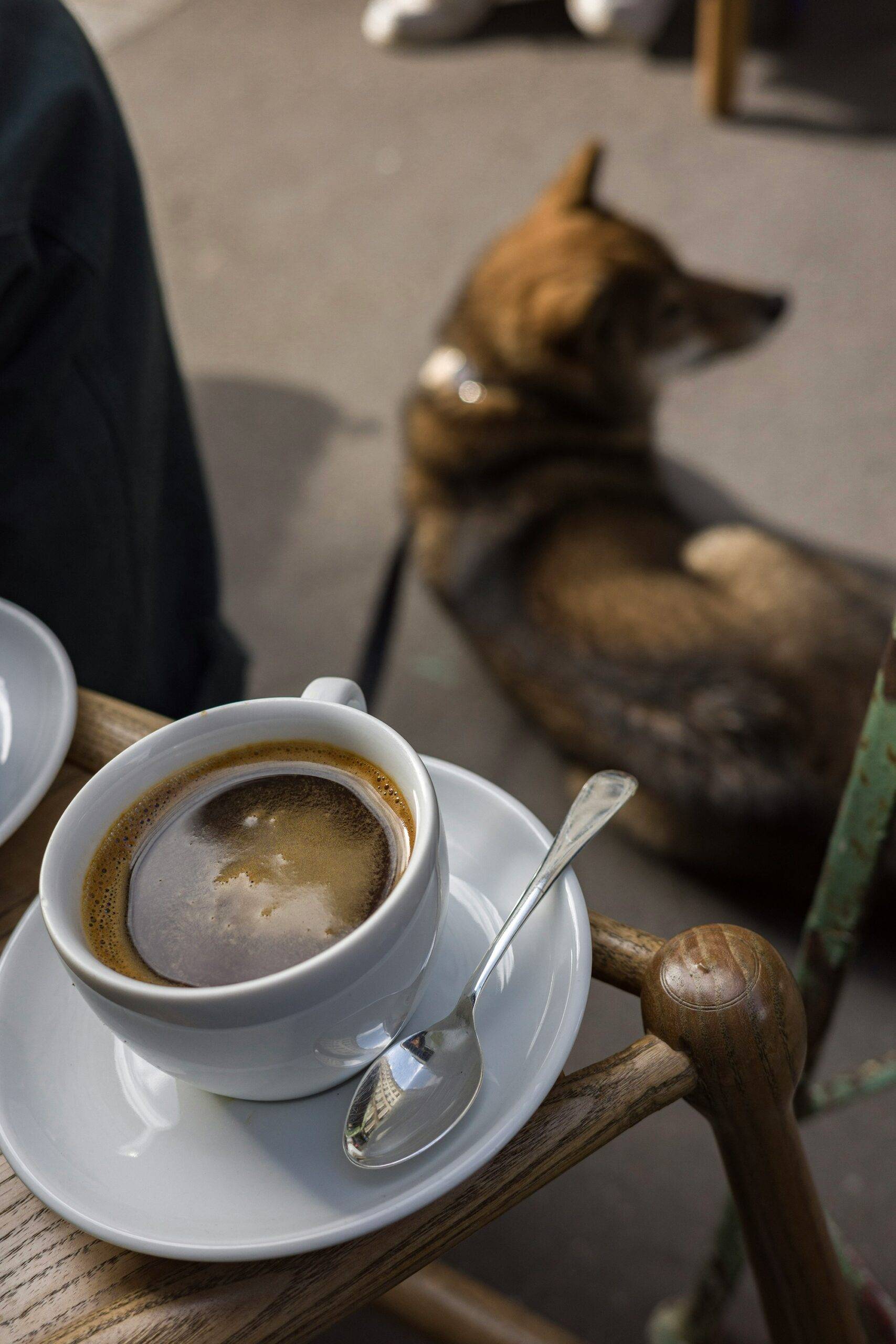 Where to Find Dog Friendly Cafes in Noe Valley in 2026