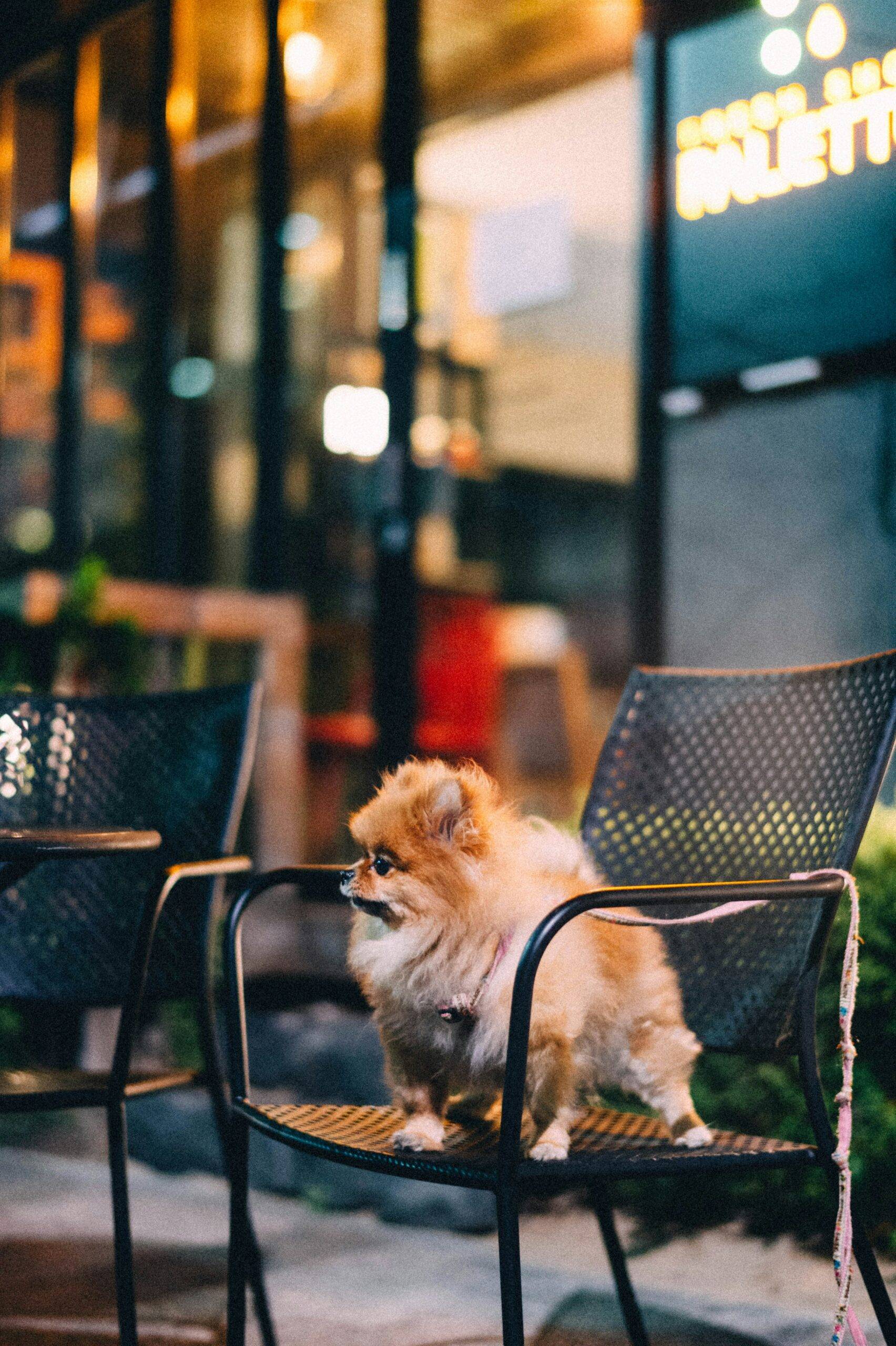 2026 Dog Friendly Restaurants in Mission Dolores