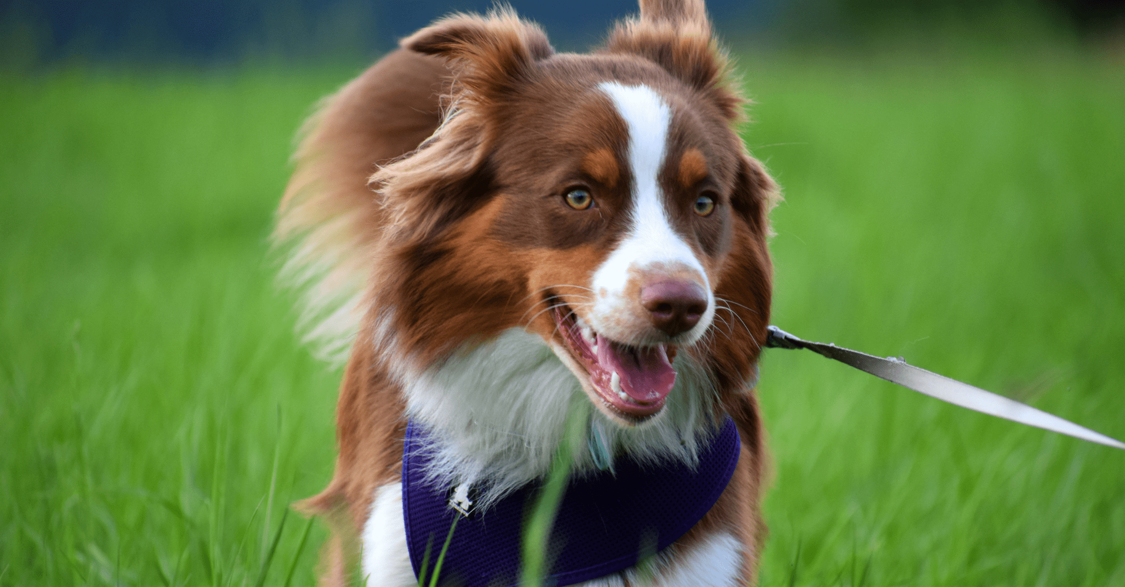Where to Find Pet Services in Bernal Heights