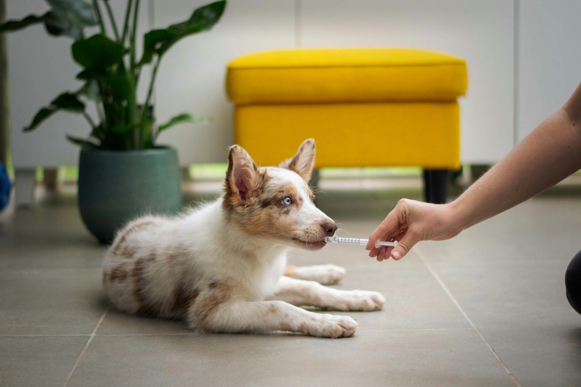 Where Mission Dolores Pet Owners Take Their Pets