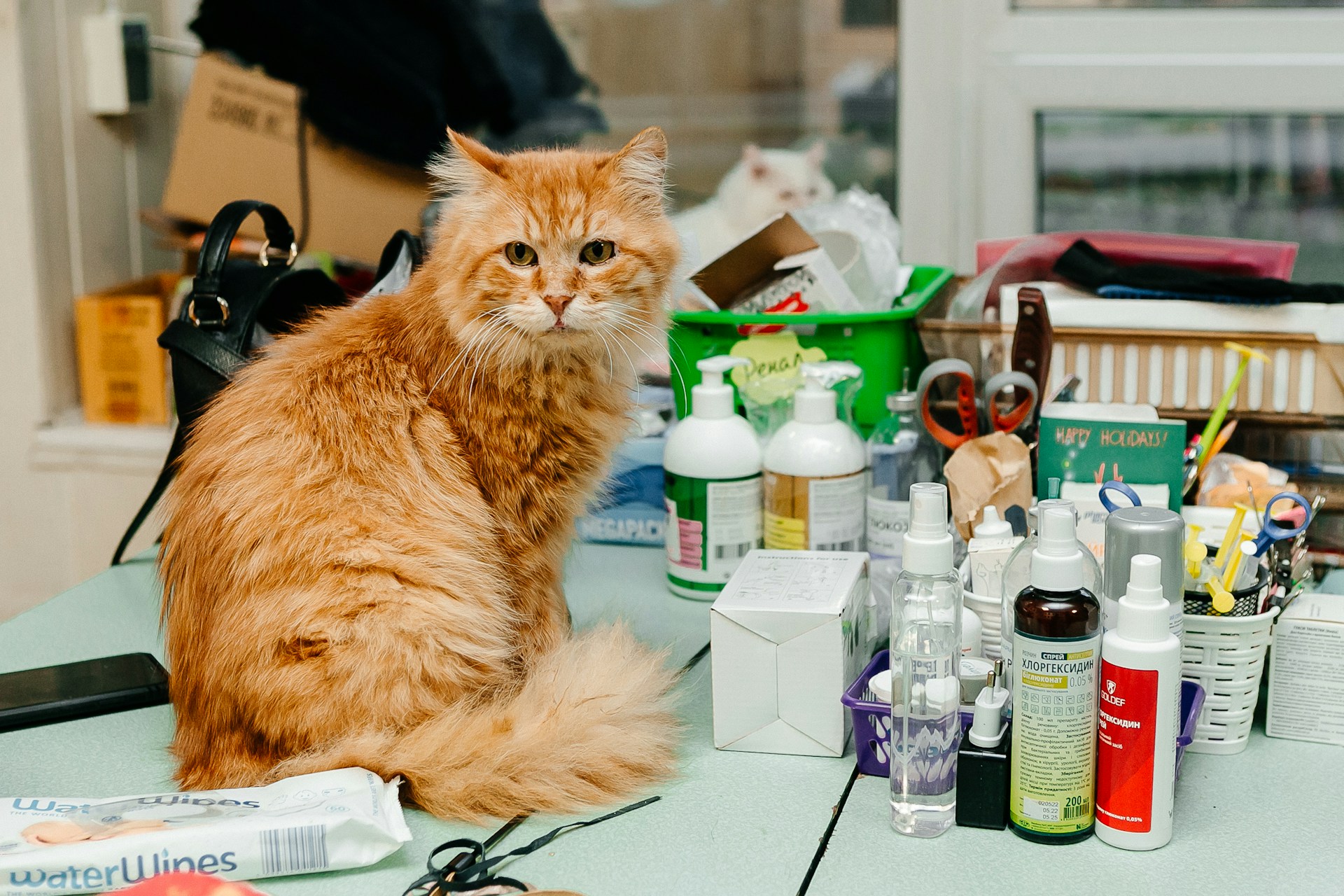 Where to Find a Vet in Bernal Heights